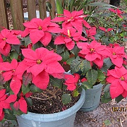 Picture 007